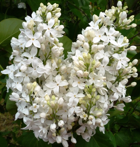 "Angel White" Syringa x hyachintiflora
